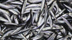 Picture of MODA  Gutted Headless Anchovies 1lb