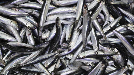 Picture of MODA  Gutted Headless Anchovies 1lb