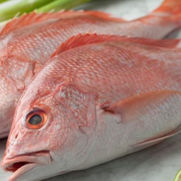 Red sniper (Kırlangıç) 1lb whole,gilled,gutted&scaled